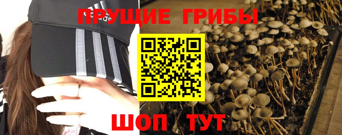 Дубна  сколько стоит  Вход с VPN  Псилоцибиновые грибы Psilocybe 
